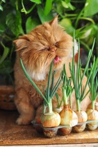 Отравление собак и кошек луковичными растениями