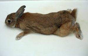 Флоппи синдром кроликов (синдром «плавающего кролика») – системная мышечная слабость