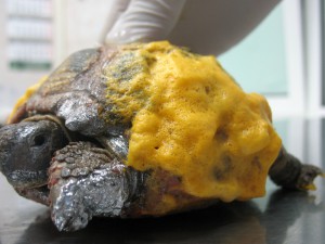 Травмы панциря черепах