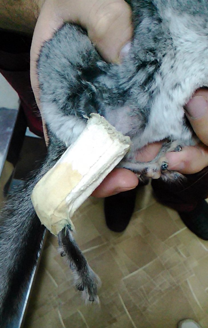 Лечение переломов и травм конечностей у кроликов, грызунов, хорьков, птиц и рептилий