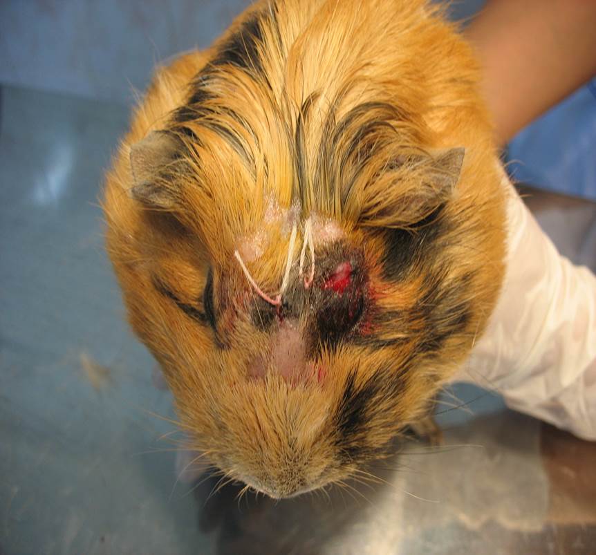 Клинический случай экстирпации фибромы у морской свинки