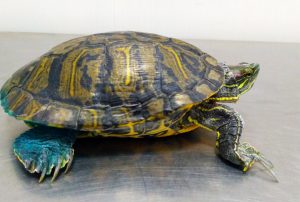 Выдержки из ветеринарной герпетологии или «Почему облезает панцирь у черепахи?»