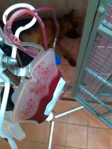 Ветеринарная реаниматология. Переливание крови у животных