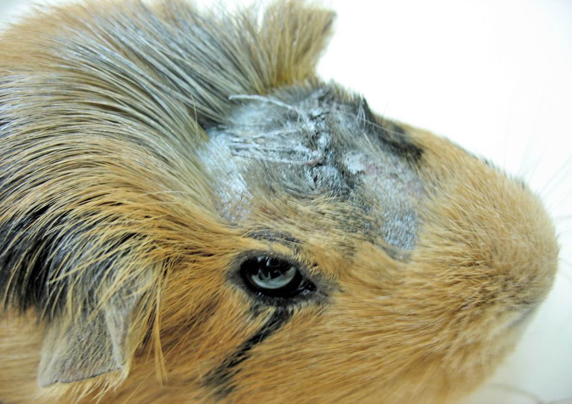 Клинический случай экстирпации фибромы у морской свинки