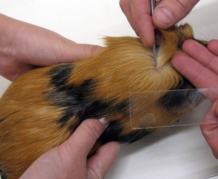 Акариазы — клещевые болезни кожи у декоративных грызунов и кроликов