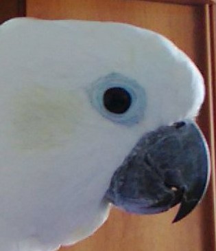 Искривление клюва у попугая. Коррекция формы клюва попугаев
