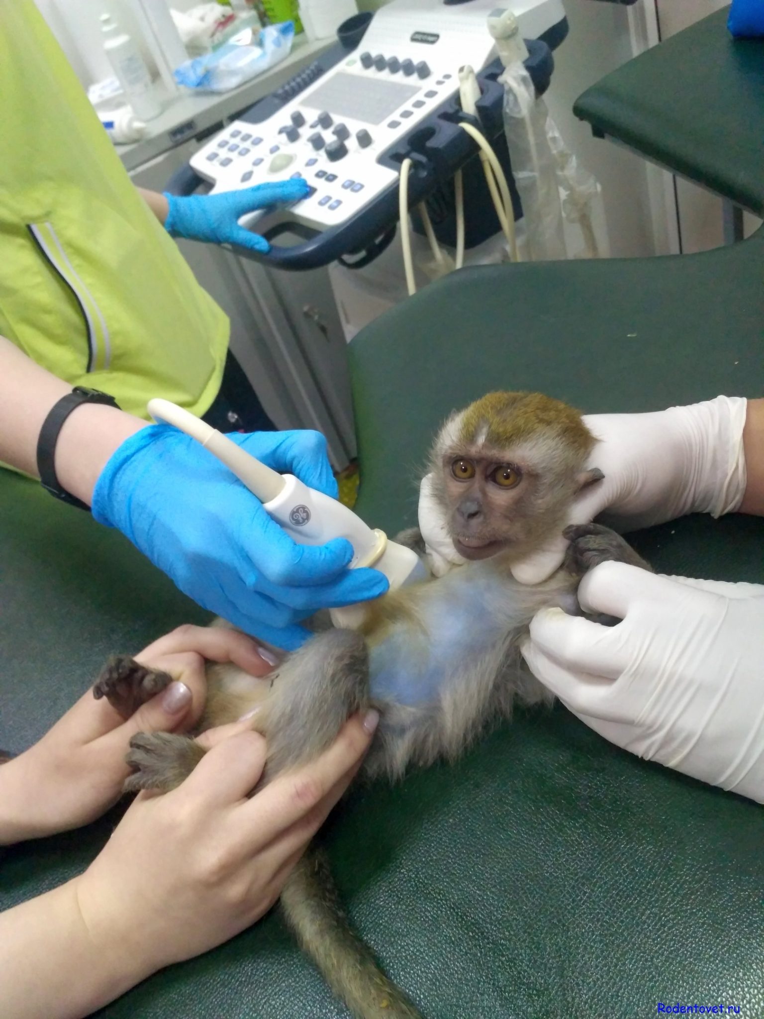 Ультразвуковое исследование примата