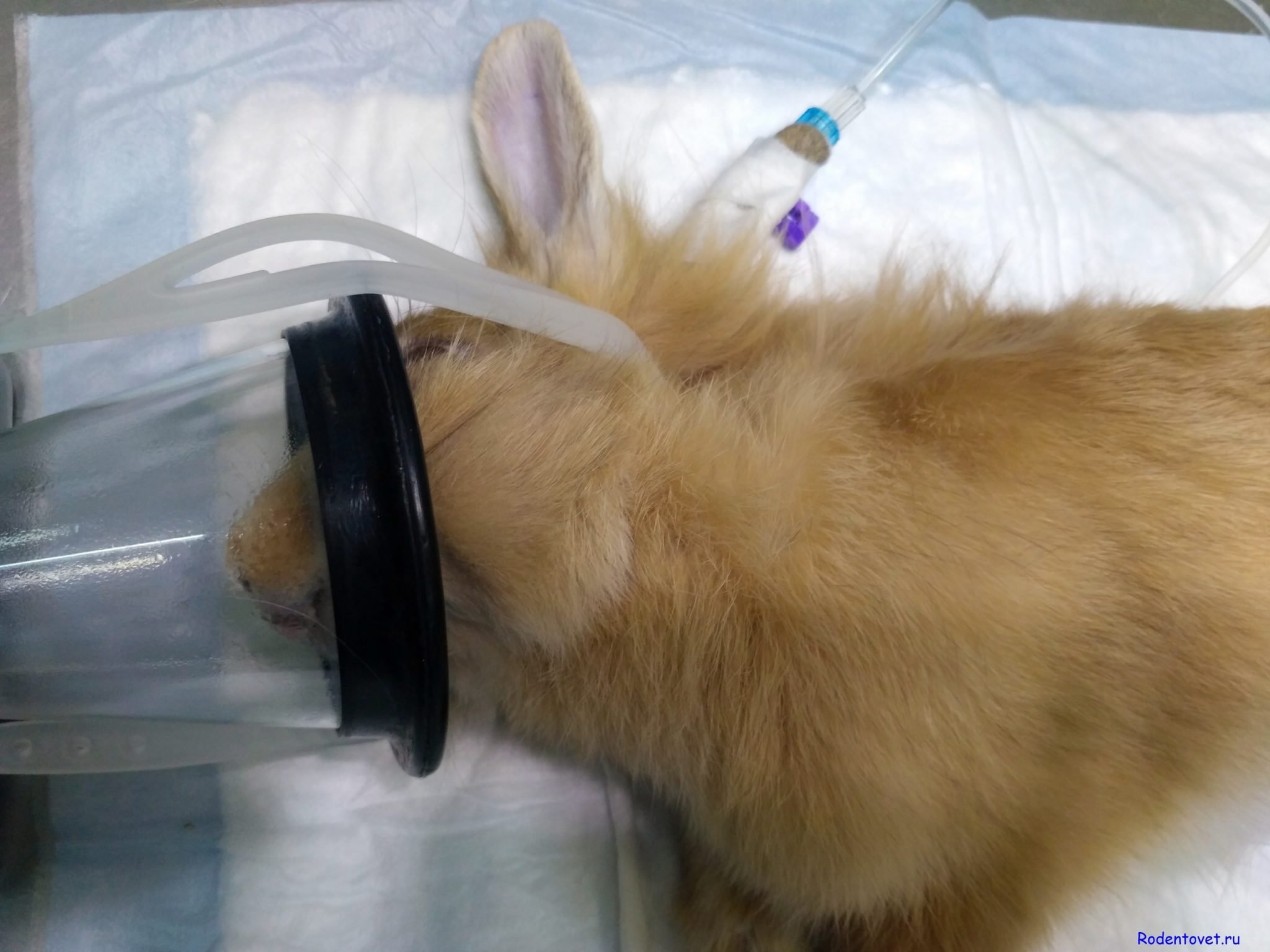Хирургия декоративных кроликов. Кастрация самки
