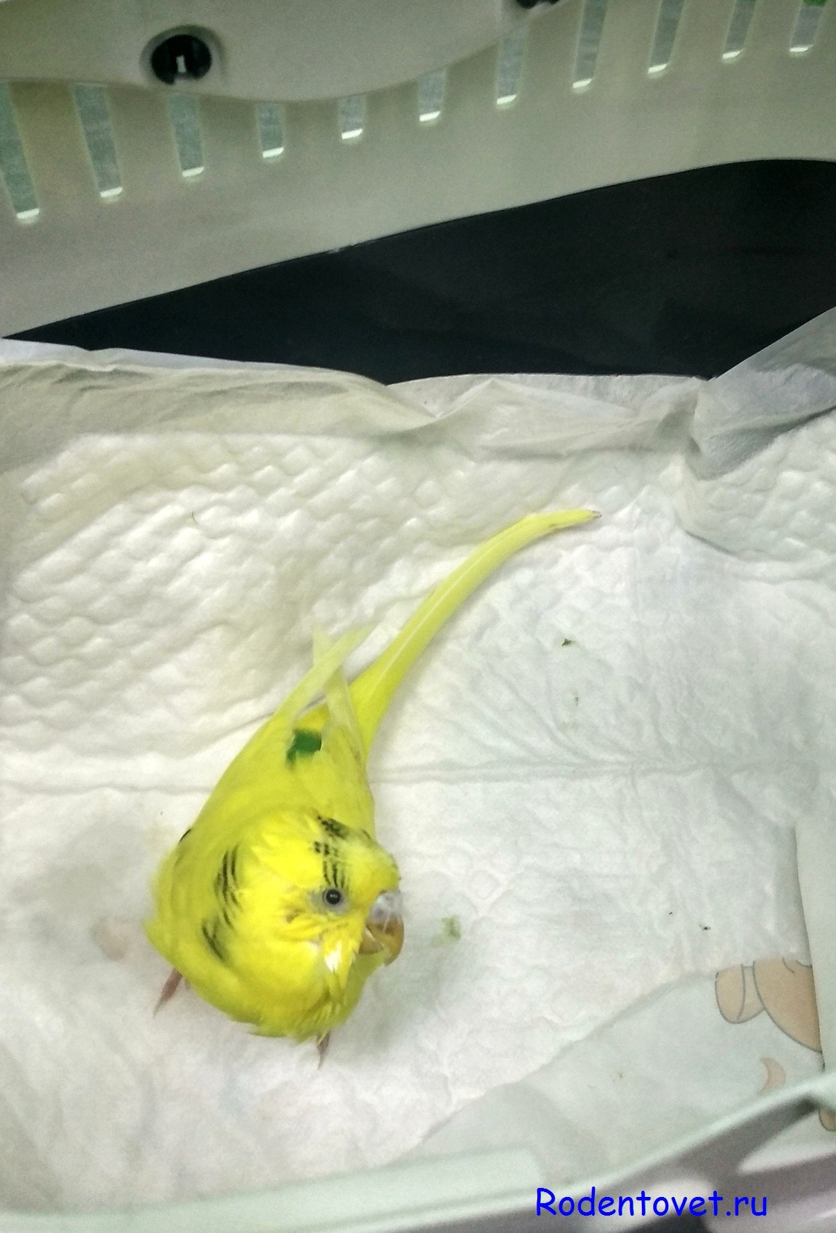 Удаление опухоли конъюнктивы у волнистого попугая