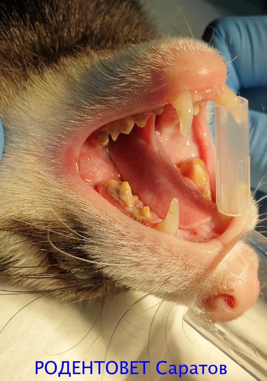 Удаление зубного налета хорьку под анестезией