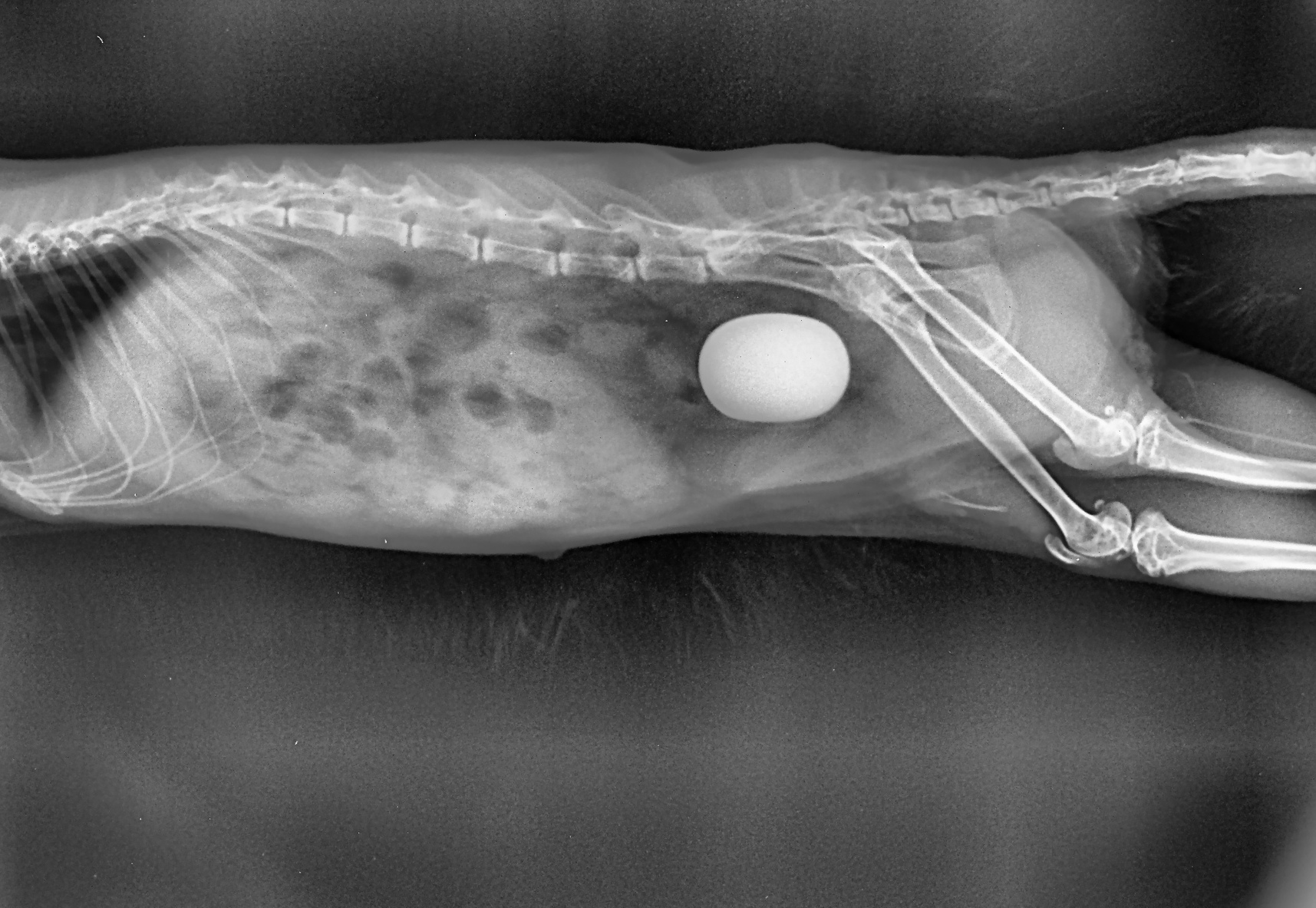 Значение рентген диагностики в лечении экзотических  животных