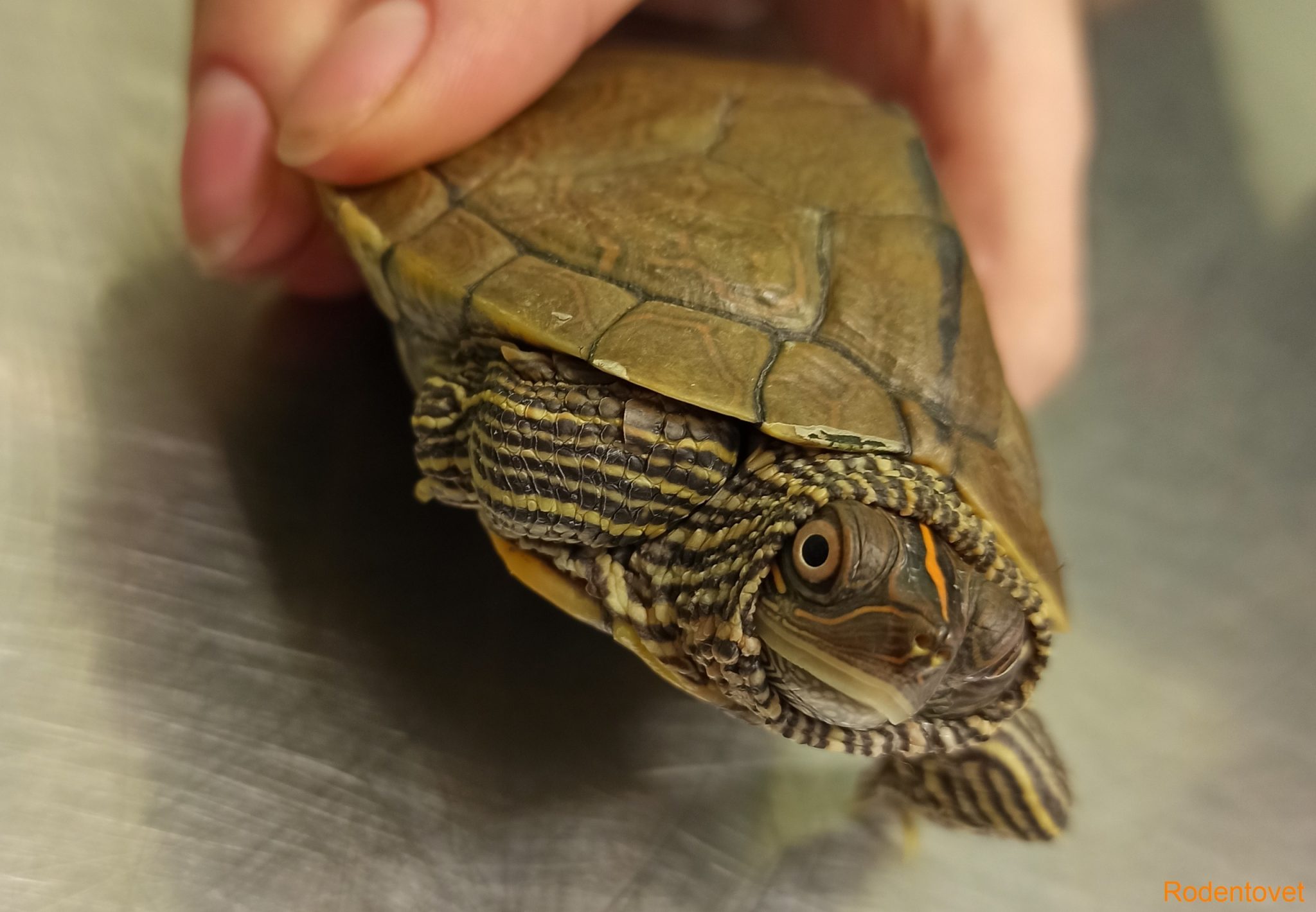 Хирургическое лечение отита у псевдогеографической (пилоспинной) черепахи
