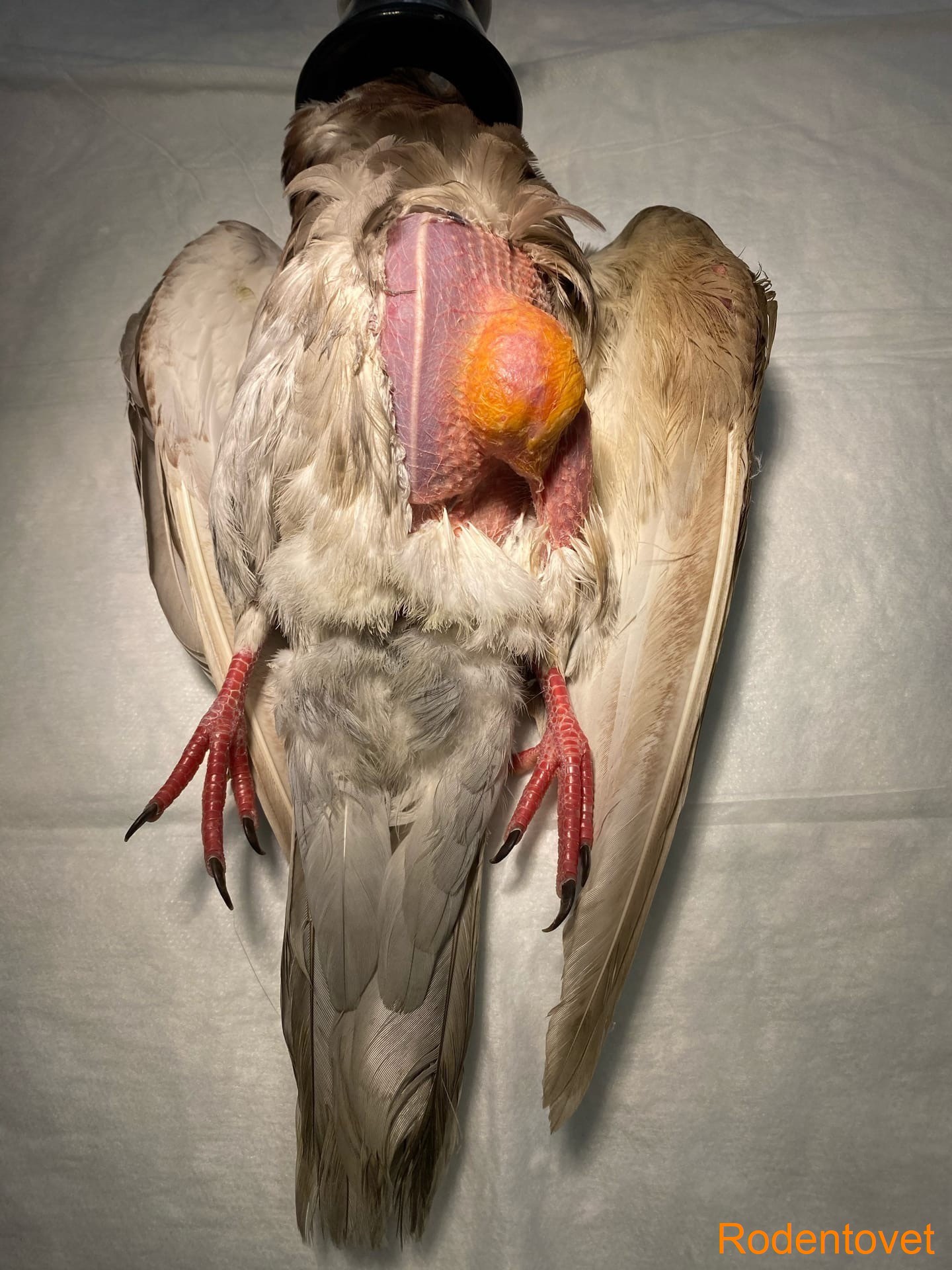 Хирургия птиц в ветеринарной клинике Родентовет