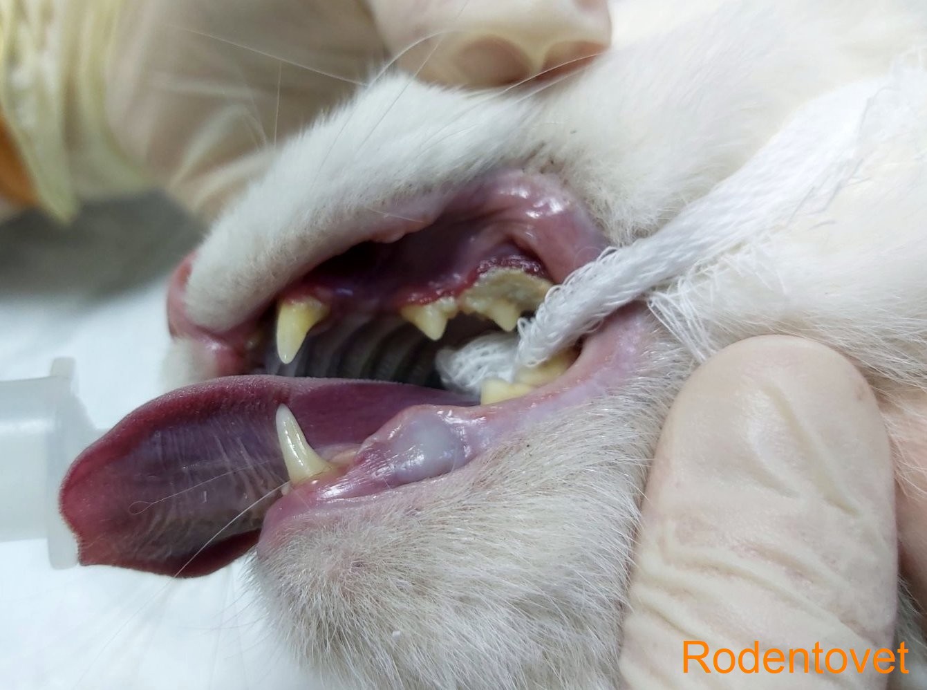 Удаление зубного камня и налета у кота в возрасте 8 лет