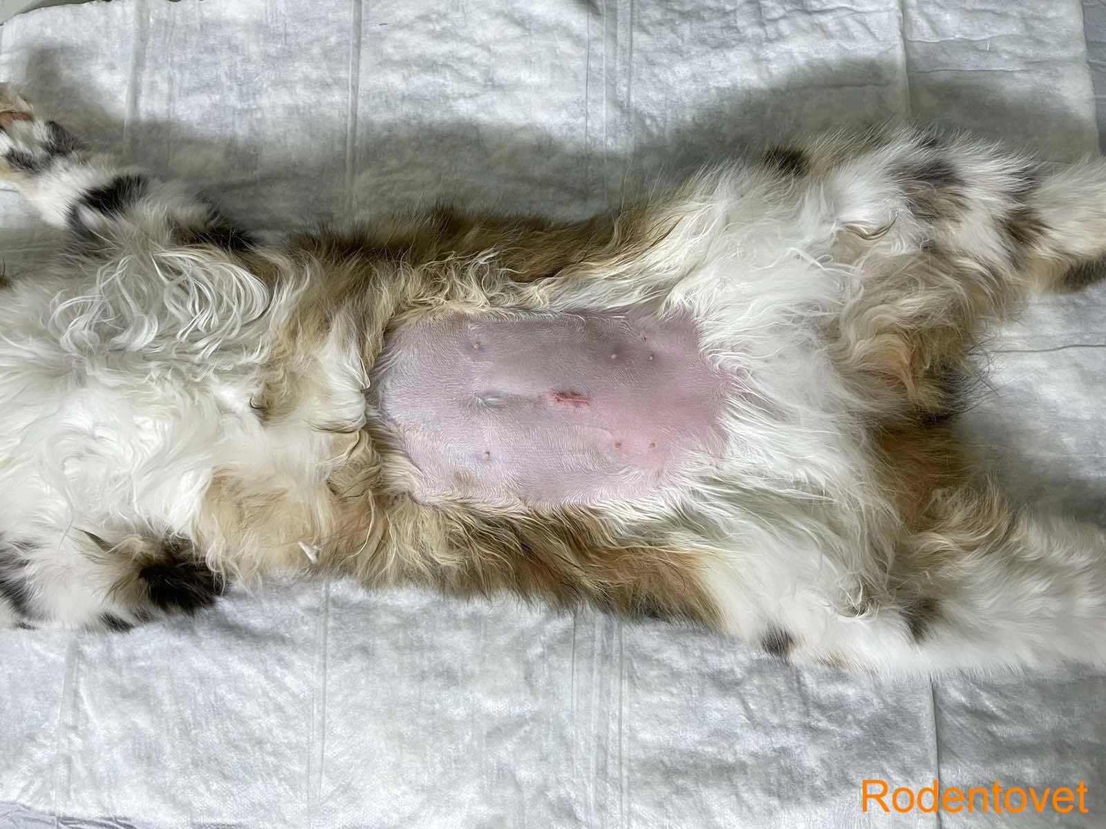 Внутрикожные швы после проведения “стерилизации” кошки