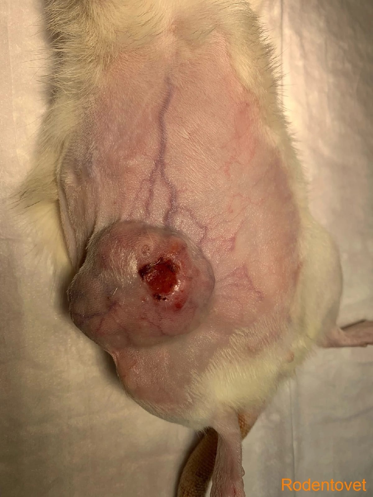 Удаление вскрывшегося новообразования кожи в области коленной складки у декоративной крысы