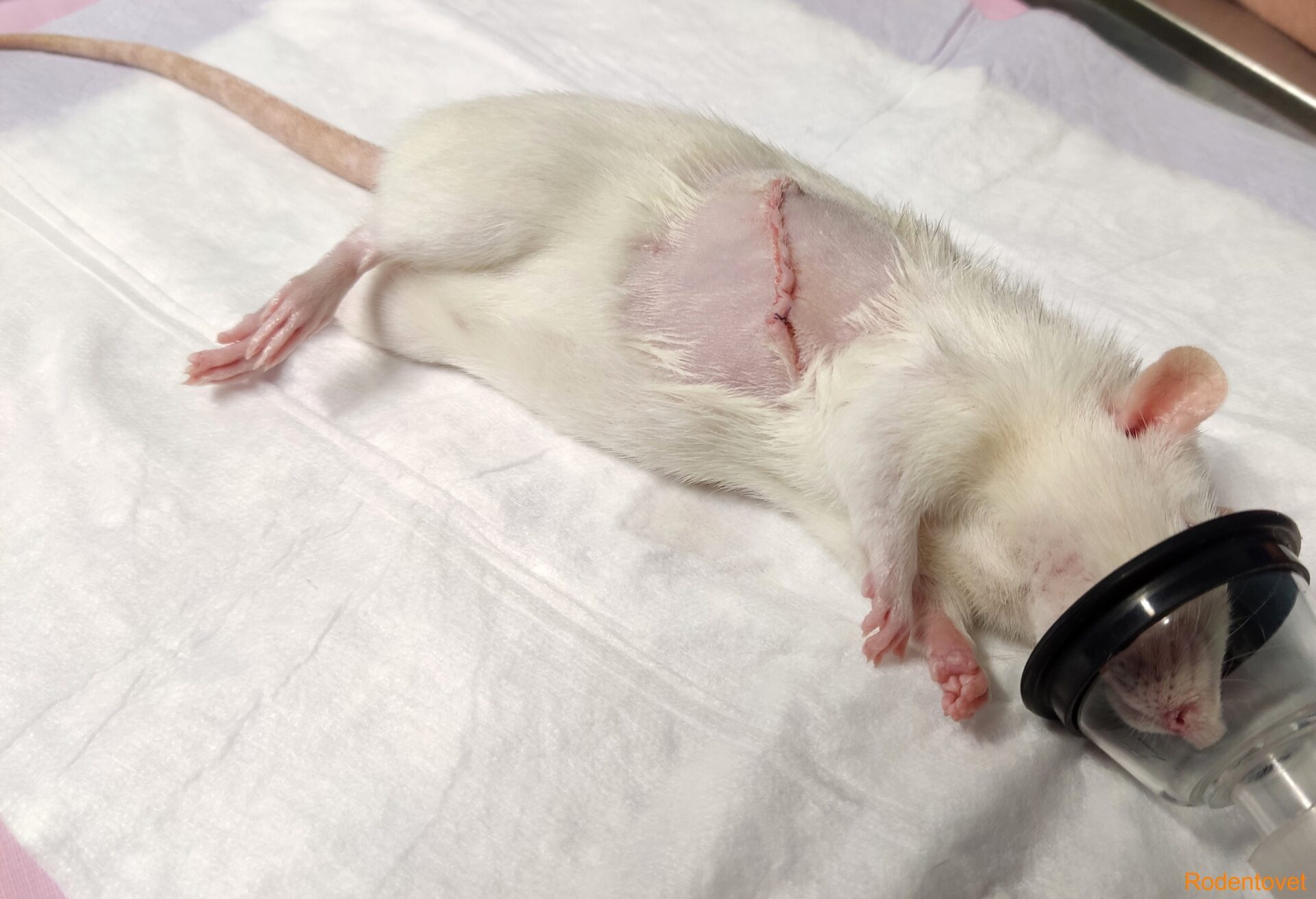 Хирургия новообразований кожи и молочных желез у декоративных крыс