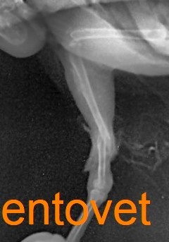 Хирургическое лечение (остеосинтез) перелома голени у попугая какарики