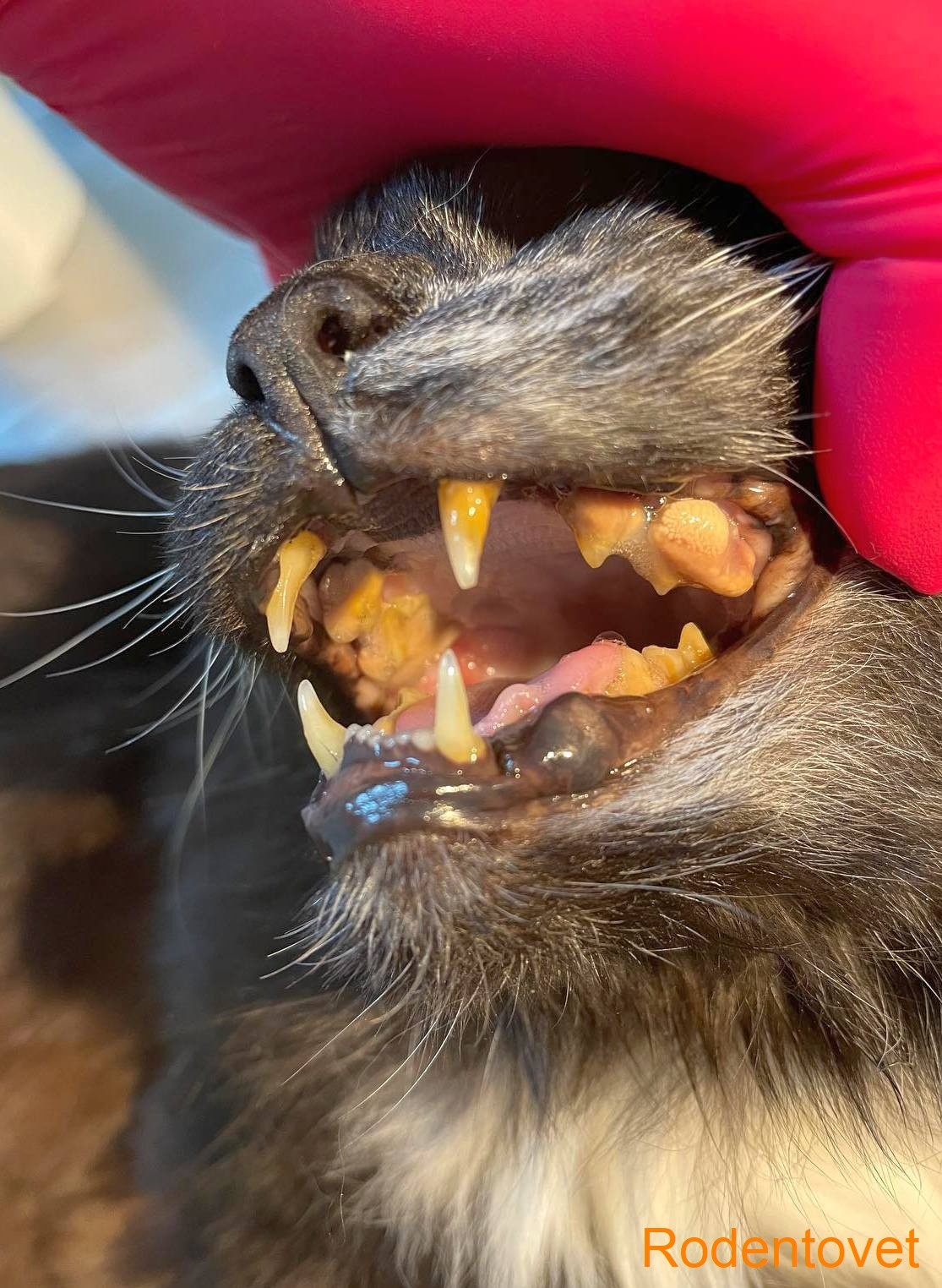 Ветеринарная стоматология кошек