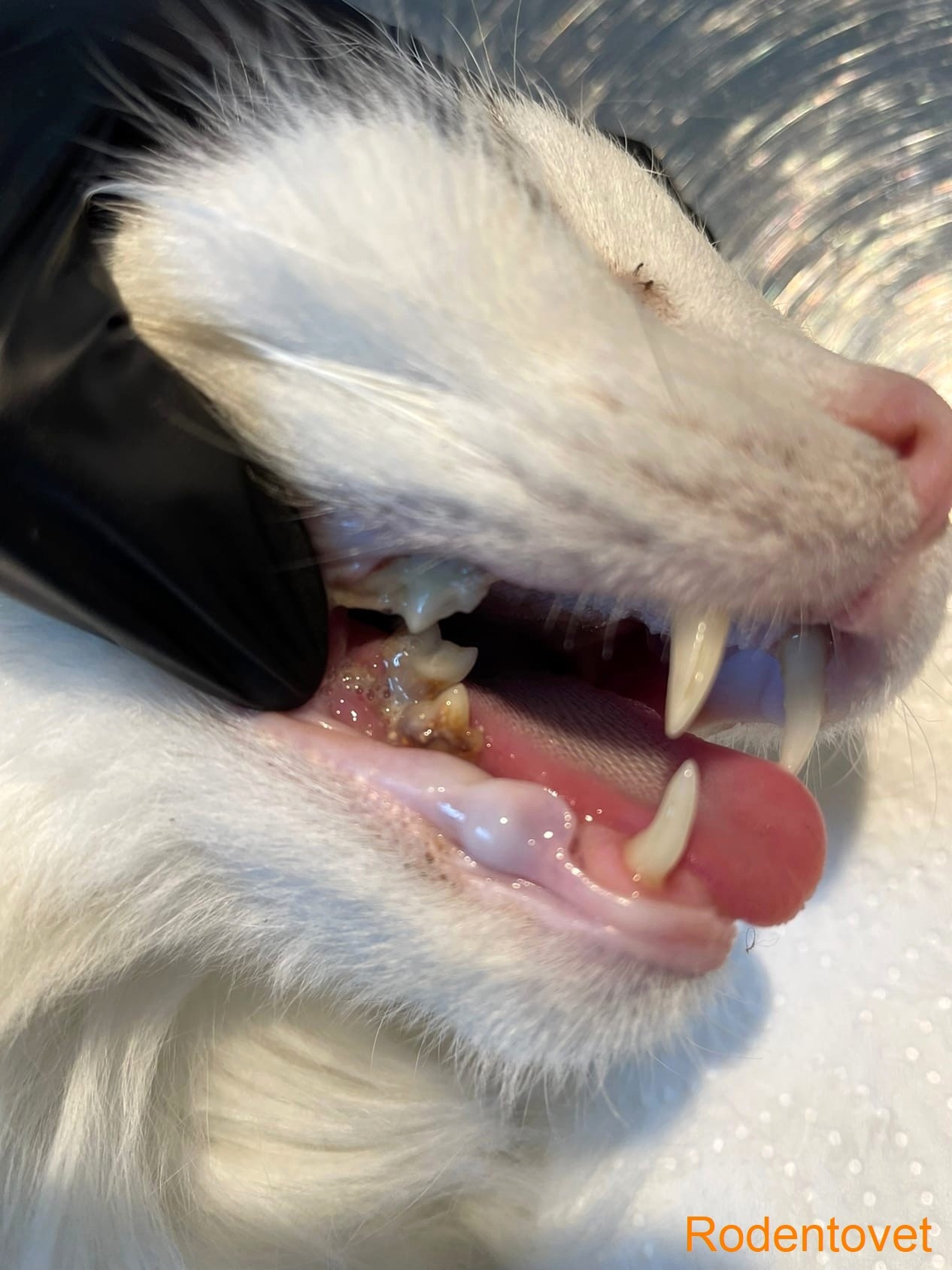 Удаление зубов и чистка налета у домашней кошки
