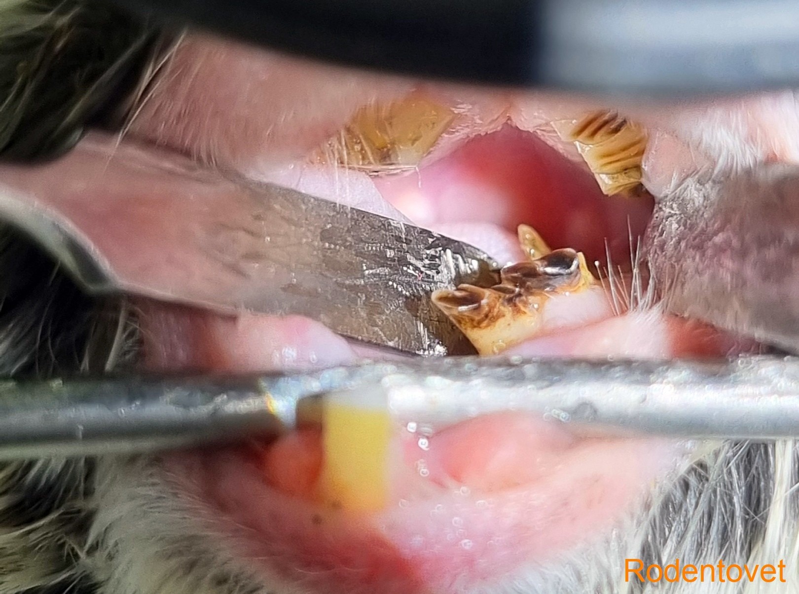 Проблемы с зубами у шиншиллы