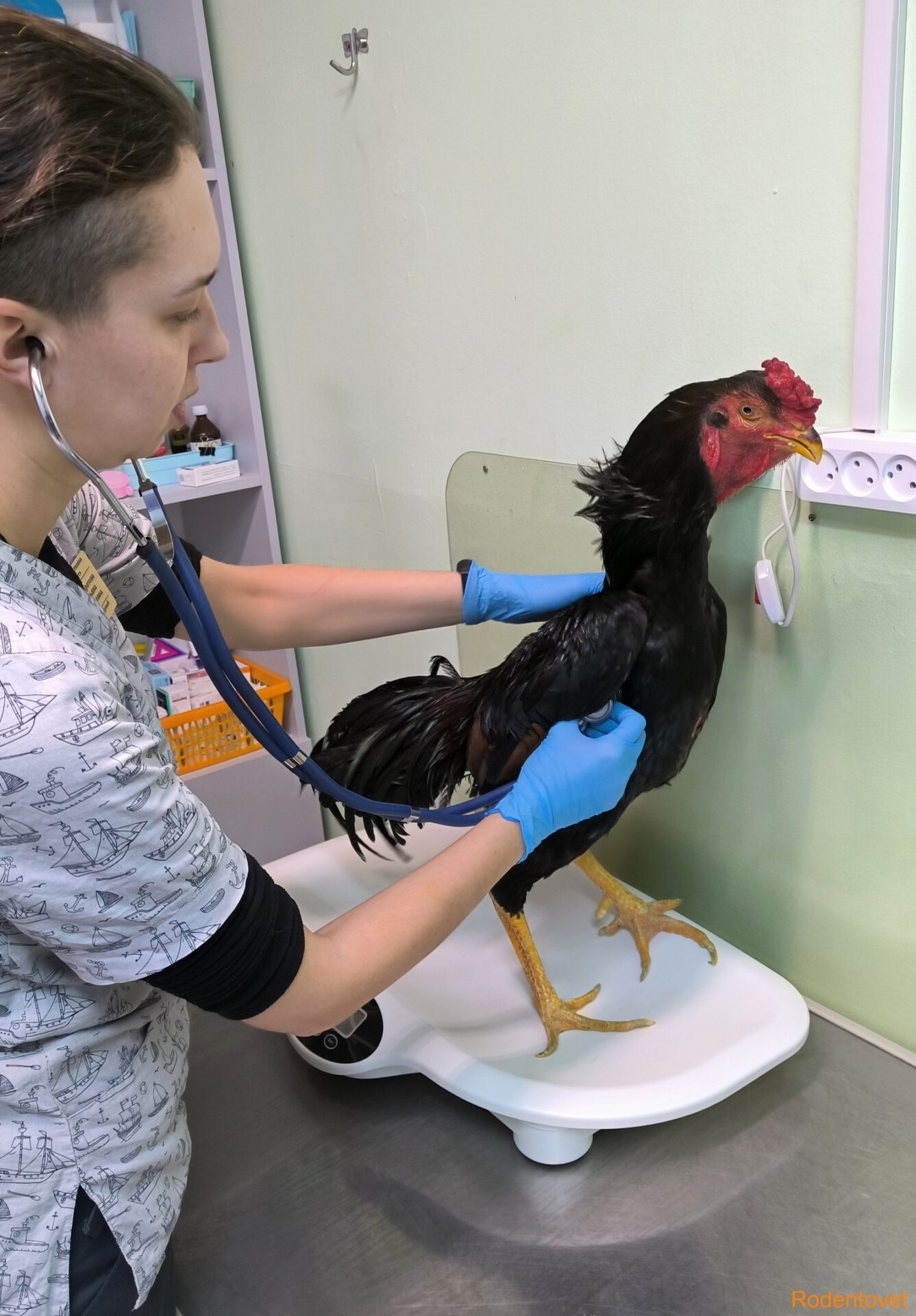 Птицы на приеме в ветеринарной клинике Родентовет