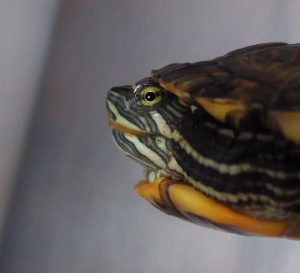 Почему ваша черепаха чихает?