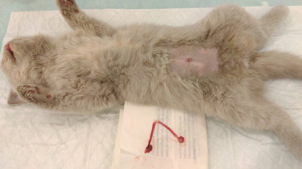 Стерилизация кошки в Саратове. Варианты