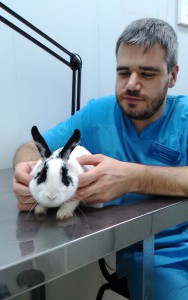 Лечение кроликов