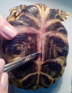 Выдержки из ветеринарной герпетологии или «Почему облезает панцирь у черепахи?»
