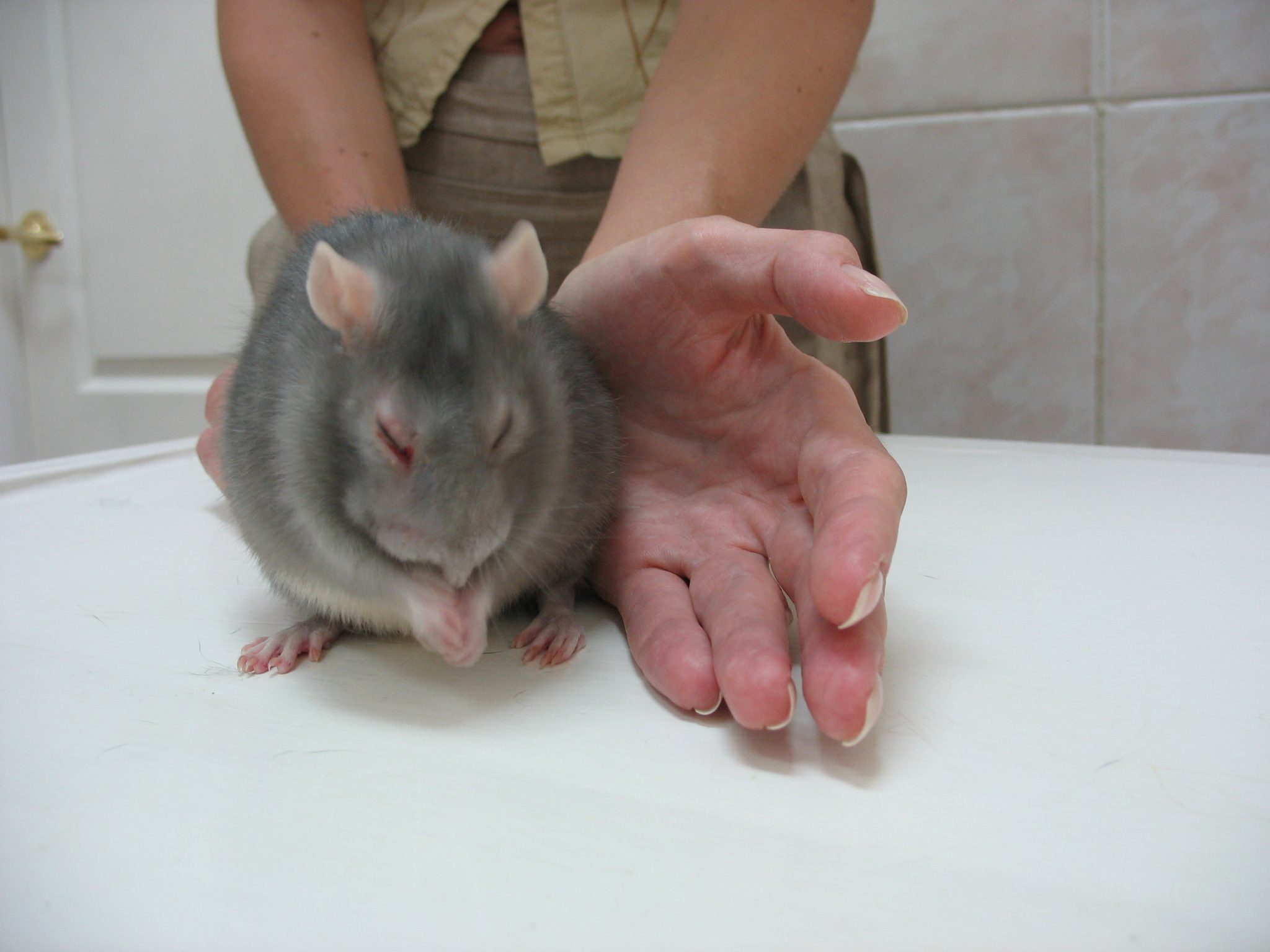 Хронический респираторный синдром (микоплазмоз) крыс и других мышевидных грызунов