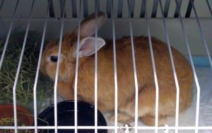 Кастрация кролика - способы кастрации в домашних условиях (видео)