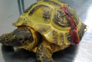 Травмы панциря черепах
