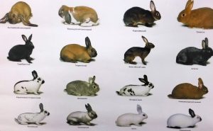 Правильное кормление декоративных кроликов