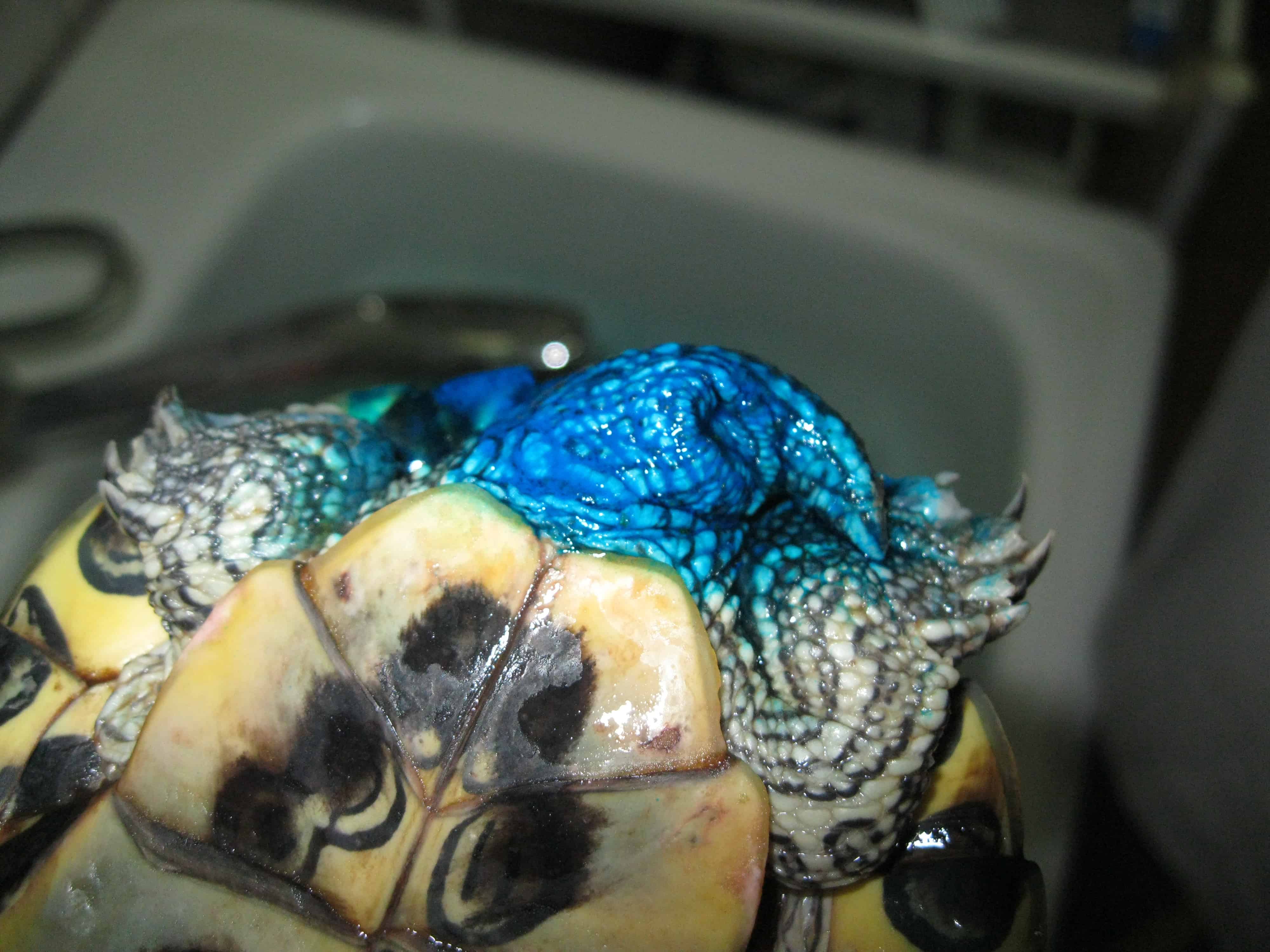 Выпадение полового члена у самцов красноухих черепах