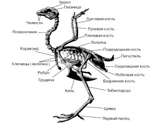 Особенности анатомии домашней птицы (в сравнении с млекопитающими)