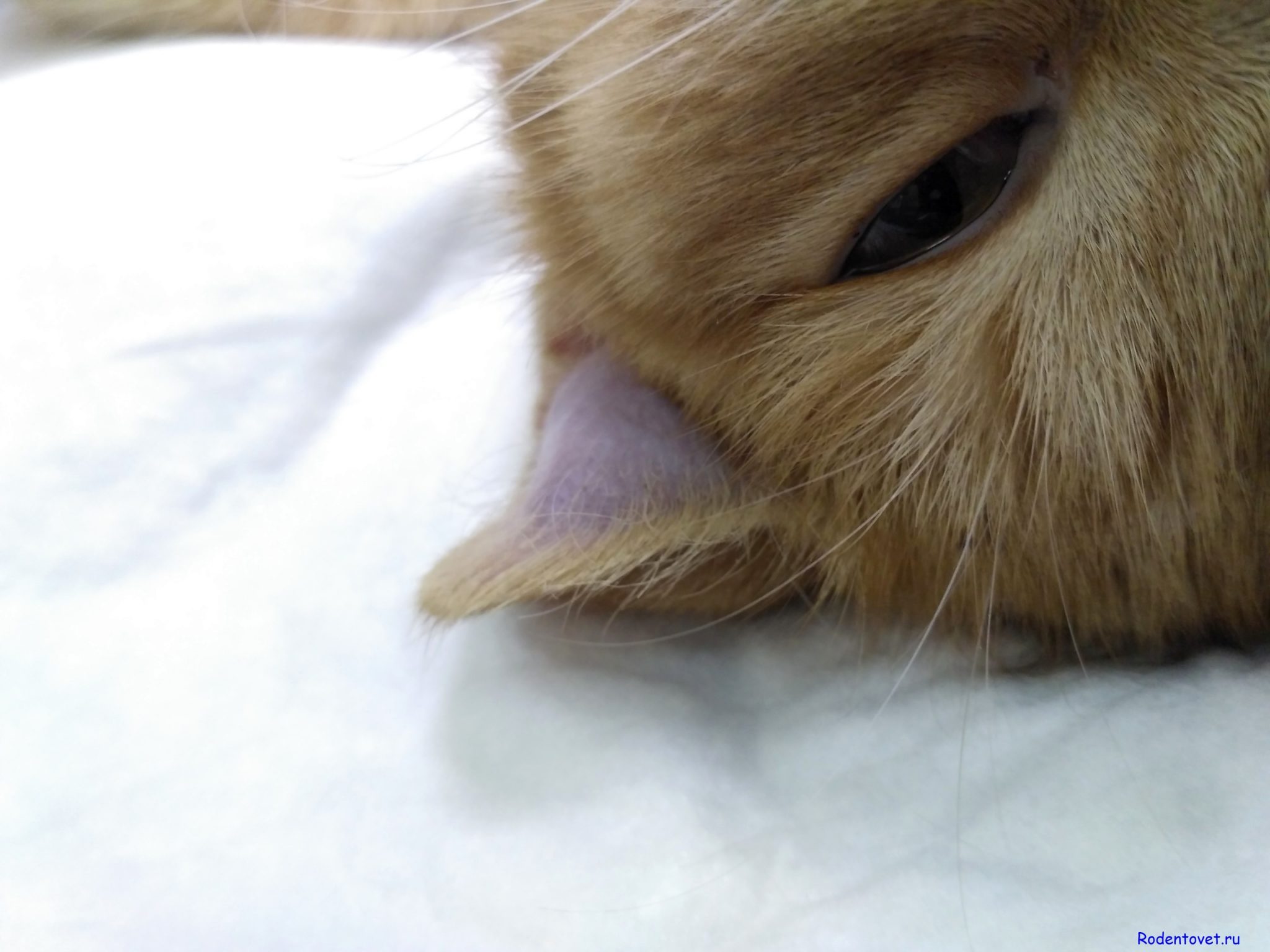 Гематома ушной раковины у котенка, подобранного на улице