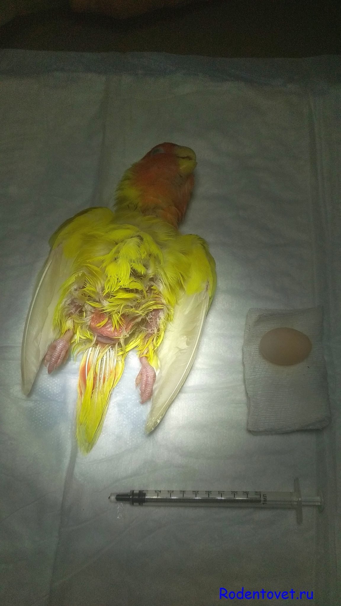 Родовспоможение самке попугая неразлучника