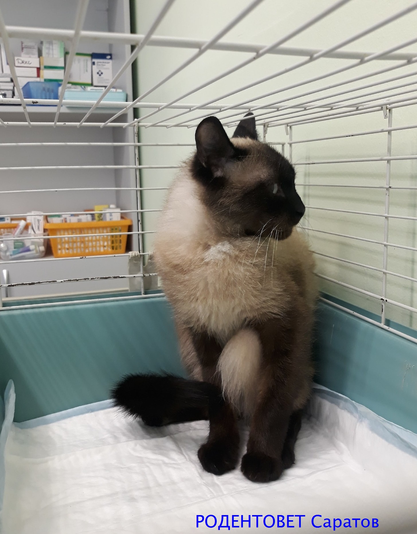 Диафрагмальная грыжа у кота | Ветеринарная клиника