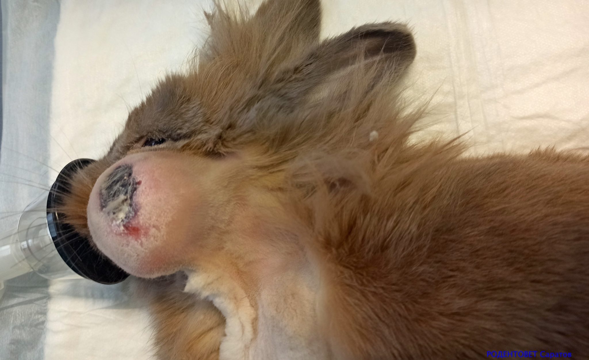 Хирургия в области головы у декоративного кролика