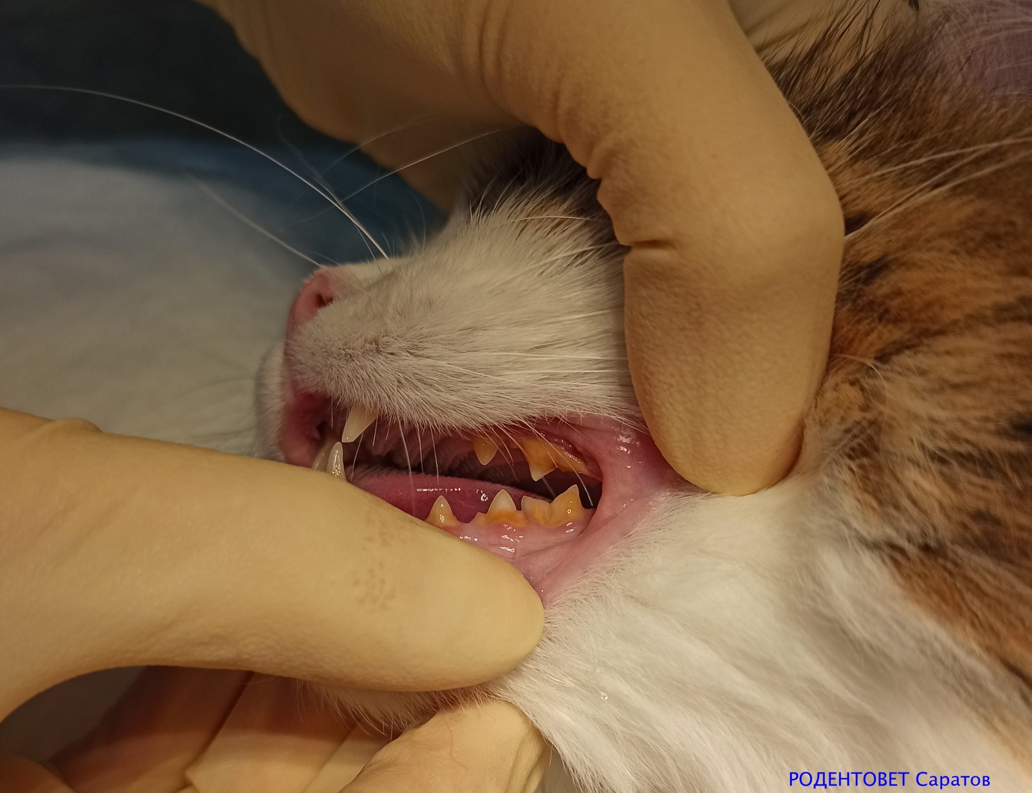 Удаление зубного камня и стрижка колтунов кошке