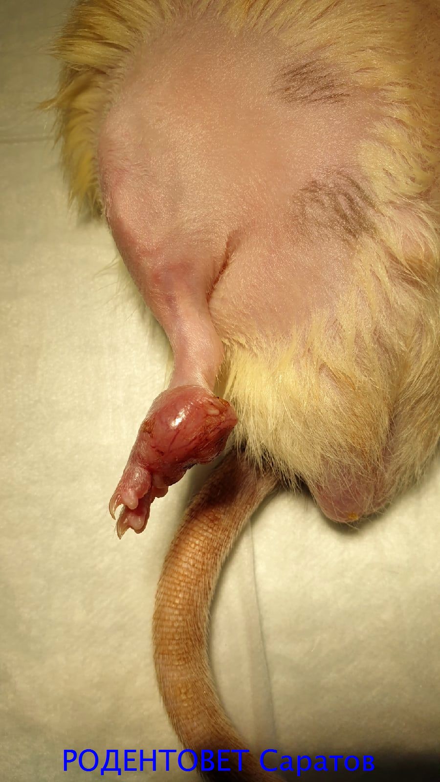 Быстрорастущее новообразование на коже конечности у возрастного самца крысы с лишним весом