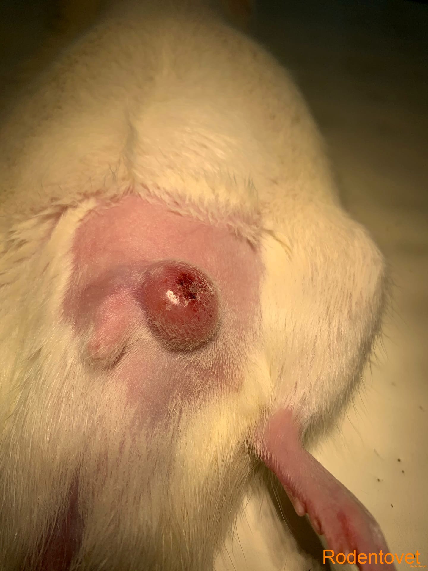 Хирургия гнойного процесса у самца декоративной крысы
