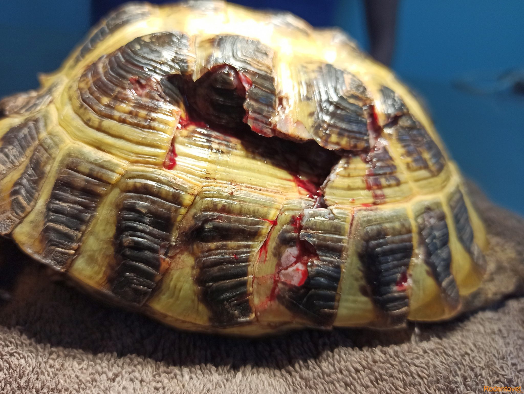 Травмы панциря у сухопутной черепахи