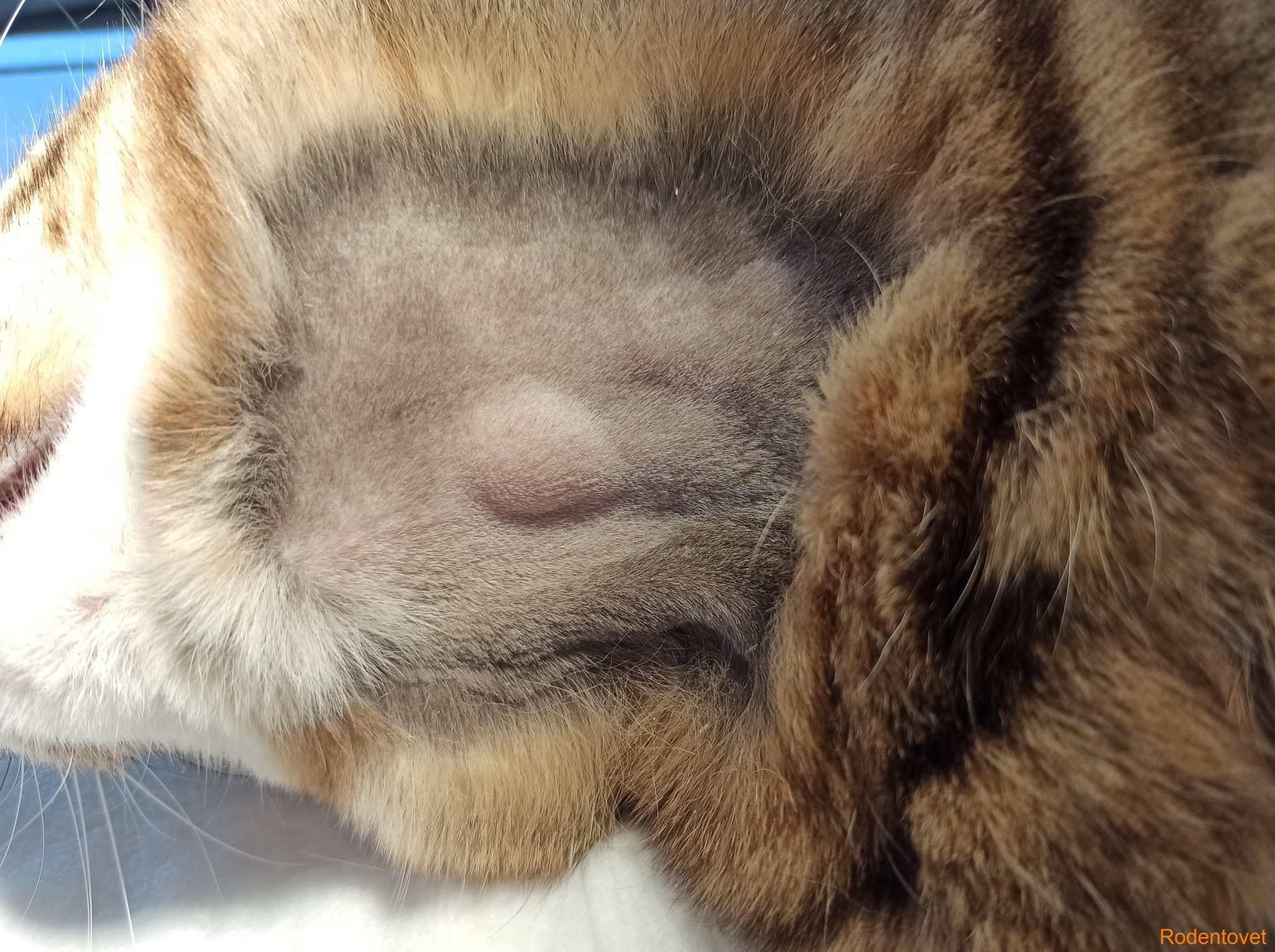 Удаление фолликулярной кисты в коже в области шеи у кошки