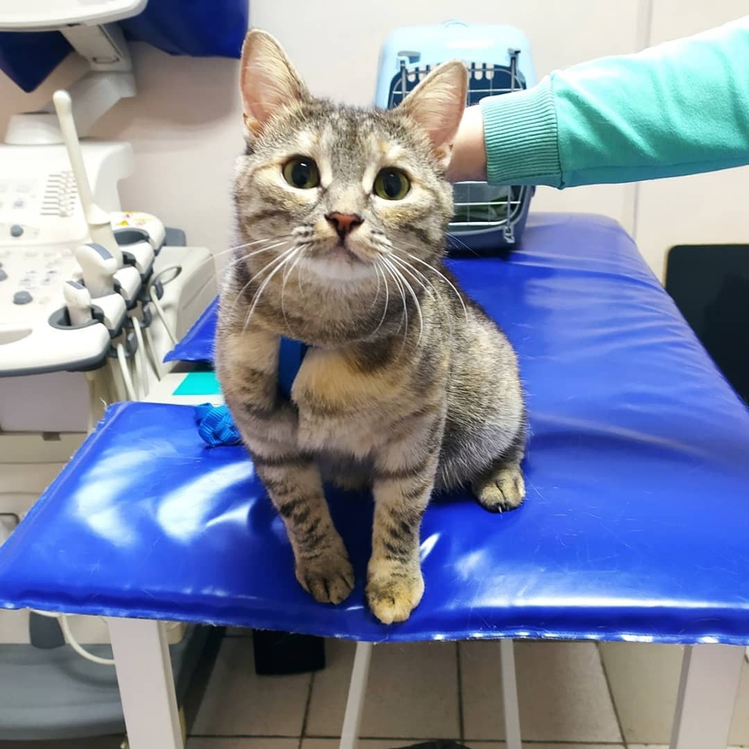 Вакцинация кошки в ветеринарной клинике Родентовет