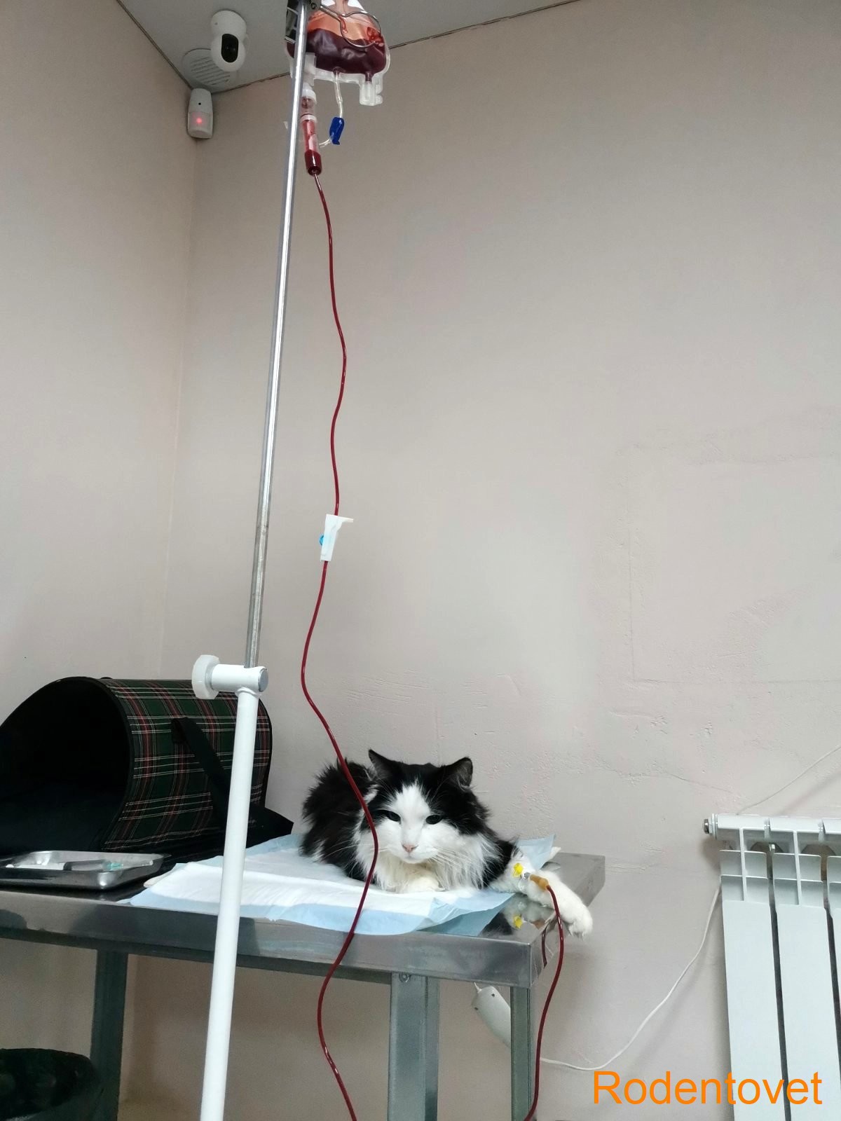 Переливание крови кошке