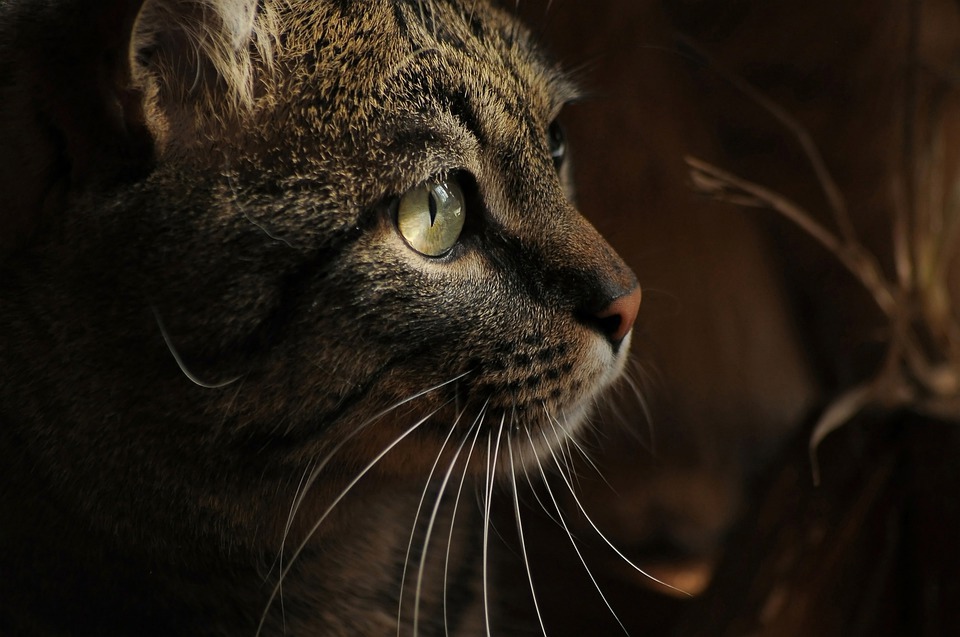 Обследование в ветеринарной клинике возрастных кошек в гипертиреозом