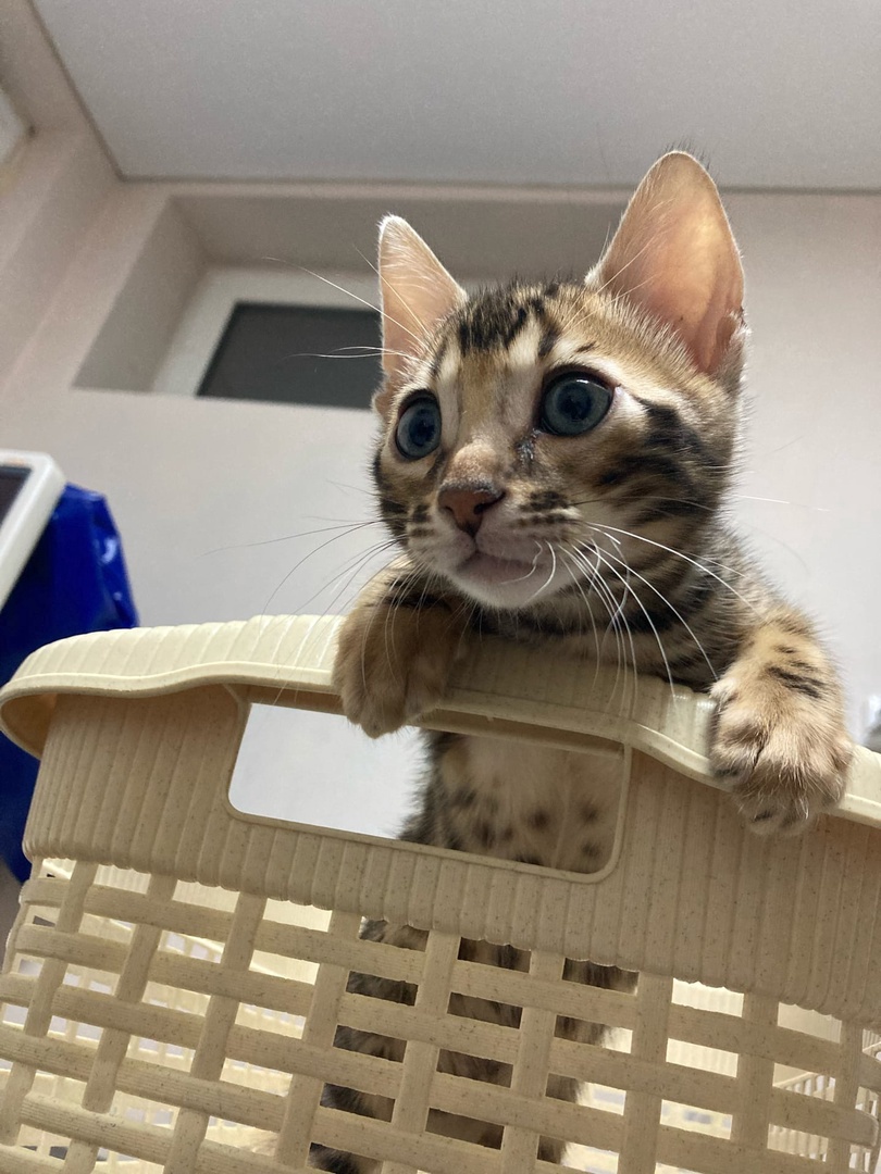Трехмесячный котенок бенгал на первой в своей жизни вакцинации в Родентовет  | Ветеринарная клиника