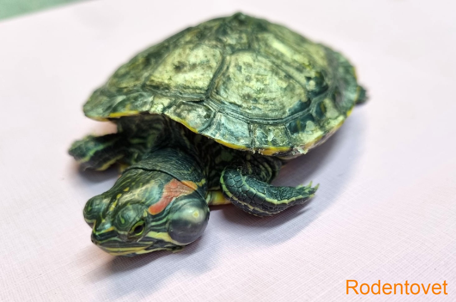 Хирургия гнойного отита у красноухой черепахи